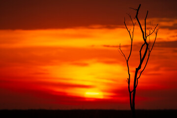 perfect orange sunset with a tree shape in Corrientes, argentina