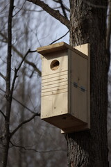 Homemade Pileated Woodpecker (Dryocopus pileatus) nesting box mounted on a dead tree during spring.
