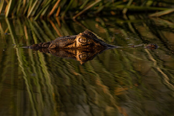 eye of caiman, yacare, yacaré, Caiman yacare in the water with simmetrical reflection. Alligator