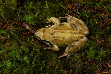 Light skinned European common frog shot from above in a dark boreal forest in Estonia