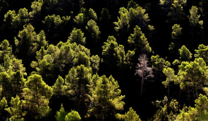 Sunlit treetops in a dense green forest