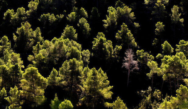 Sunlit treetops in a dense green forest - Powered by Adobe