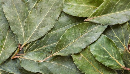 background with a bay leaf
