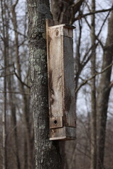 Homemade Southern flying squirrel (Glaucomys volans) nesting box mounted on a dead tree during spring.
