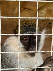 Heart broken Caged monkey looking from behind bars in a zoo in Egypt