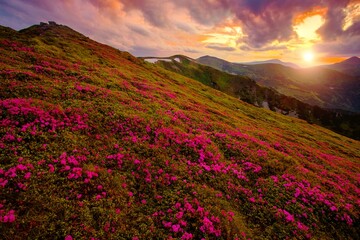 Fototapeta premium blooming pink rhododendron flowers, amazing panoramic nature scenery, Europe 