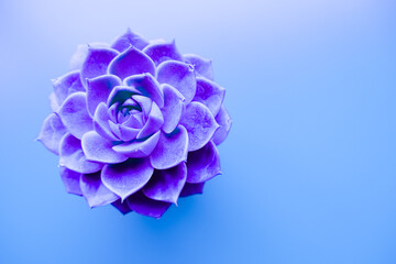 purple flower on gradient blue background, geometric shape plant design