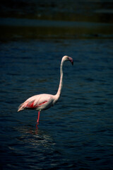 pink flamingo in water. pink flamingo (Phoenicopterus ruber), Stintino, Sardinia, Italy. (Greater) Flamingo. Italy