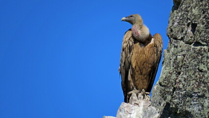 vulture monfrague natural park caceres tourism ecology birds scavenger