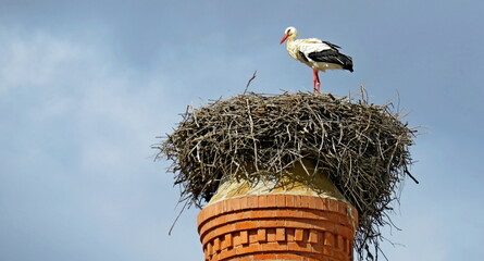 stork nest branches birds black bank migratory orange beak long blue sky background