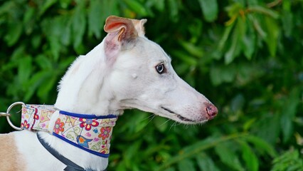 white greyhound stylized dog blue eyes on green blurred background