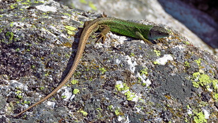 green-black lizard gredos Avila mountain active tourism fresh water natural