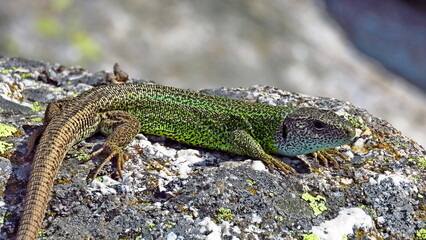 green-black lizard gredos Avila mountain active tourism fresh water natural