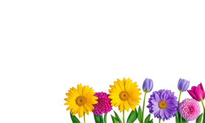 spring flowers border arranged in row isolated on white or transparent png