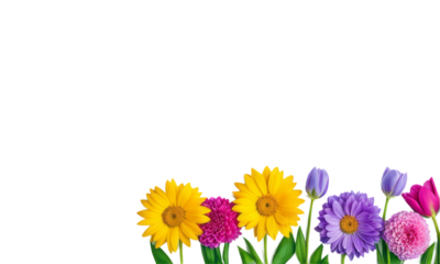 spring flowers border arranged in row isolated on white or transparent png