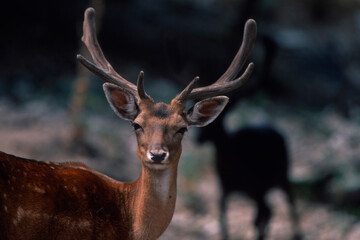 deer in the forest Daino (Dama dama). fallow deer. Monte Limbara, Berchidda, Sardinia, Italia