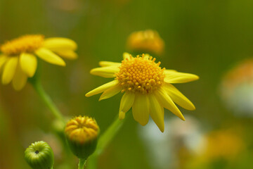 Obraz premium Common ragweed (Jacobaea vulgaris) blooming in spring. 