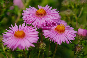 Obraz premium Close up of pink Aster flowers. Flower background