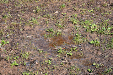 Obraz premium Puddle and green grass on the ground after rain.