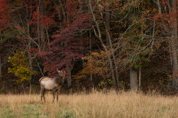 Elk baby in the fall