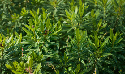 Green leaves of oleander, close up background 
