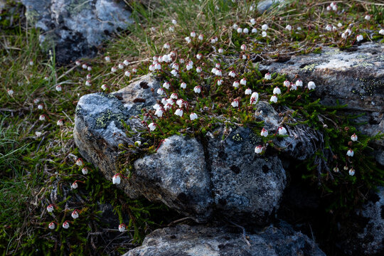 Moss heather, Cassiope hypnoides flowering on a summer day in Urho Kekkonen National Park, Northern Finland