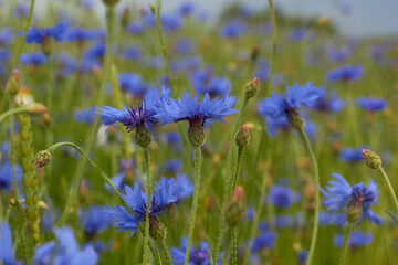 Beautiful wild flowers Cornflowers (Centaurea cyanus) in the field.
