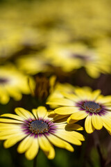 Obraz premium A Field of African Daises in a Garden