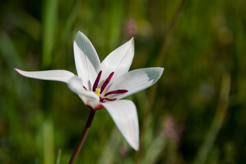 Lady tulip in garden . white lily in the garden. flower close-up 