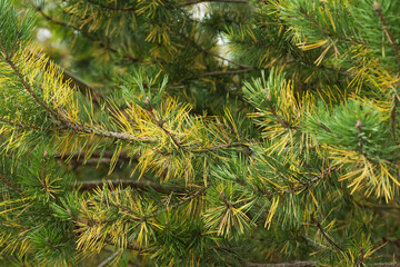 Old, yellow Scots pine needles before dropping on an autumn day in rural Estonia, Northern Europe