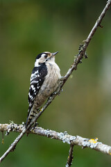 Closeup of a small Lesser spotted woodpecker perching on an autumn day in a boreal forest in Estonia, Northern Europe