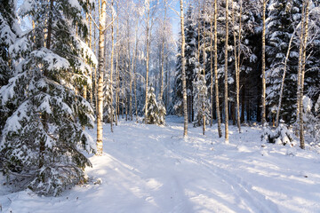 A young mixed forest with Spruce and Birch trees after commercial thinning in rural Estonia,...