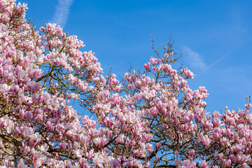 Selective focus branches of Magnolia full bloom on tree, White pink flower in spring under blue...