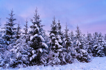 Snowy spruce trees in a sapling stage commercial forest on a winter evening in rural Estonia,...