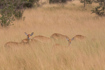 Impala in Golden Grass