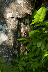 Eurasian treecreeper entering a nest under loose tree bark on a sunny spring morning in a boreal...