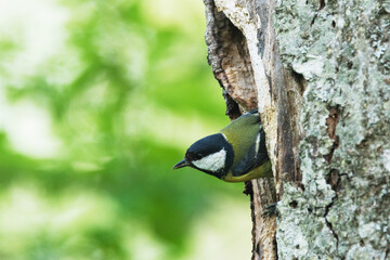 Great tit coming out of a nesting cavity in a tree during breeding season in Estonia, Northern Europe