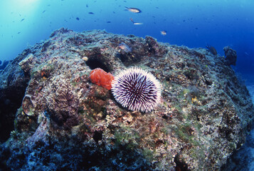Seabed at Capo Caccia. In the foreground Purple sea urchin (Sphaerechinus granularis). Alghero....