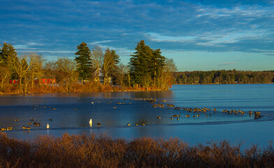 Bantam Lake Birds