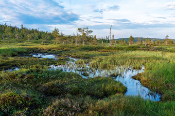A beautiful wetland with some water on a summer evening in Riisitunturi National Park, Northern Finland