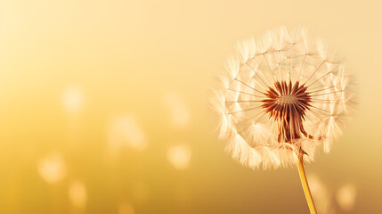 Detailed macro photo of dandelion on background