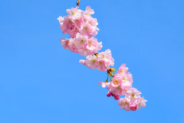 a blooming sakura branch on the blue sky background