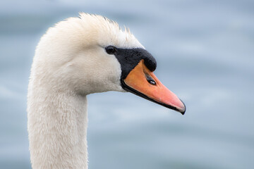 Fototapeta premium swan close up