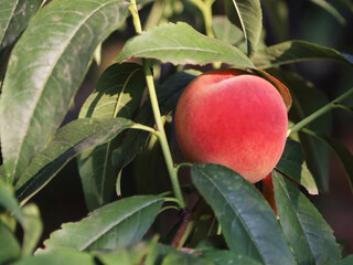 peach on tree