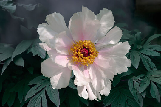 Photo of a white summer rose in bloom