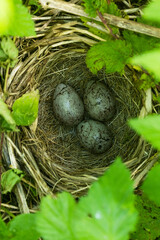 Three Yellowhammer eggs in a nest on the ground during breeding season in Estonia, Northern Europe