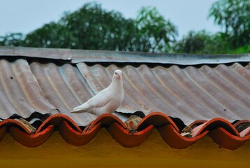 La paloma blanca de la Paz se pasea sobre un tejado!
