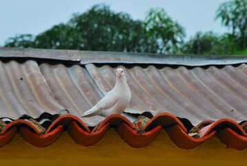 La paloma blanca de la Paz se pasea sobre un tejado!