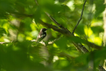 Male European pied flycatcher perched on a spring day in an Estonian boreal forest