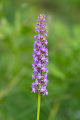 A lonely flowering Fragrant orchid on a wild meadow in rural Estonia, Northern Europe